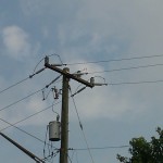 Bird flies from atop power lines perch