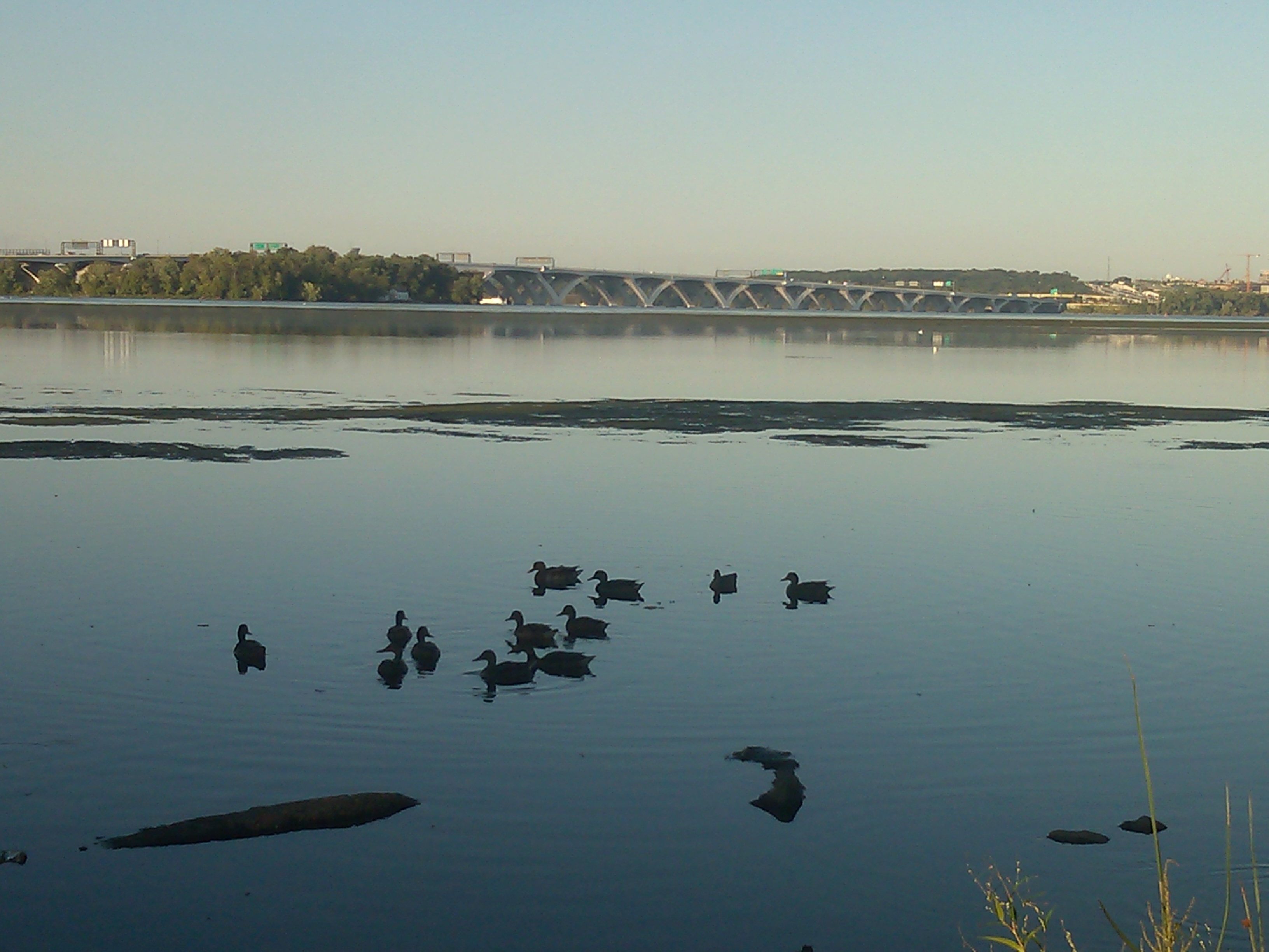 A zoomed in close up on ducks in the Potomac River