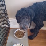Grover has lunch