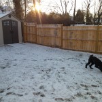 Grover in the backyard with a soccer ball