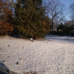 snow
