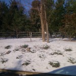 Belle Haven winter