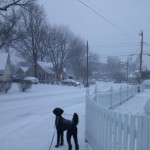 Grover my poodle in Bucknell Manor near Belle Haven during snow in winter