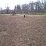 dogs playing
